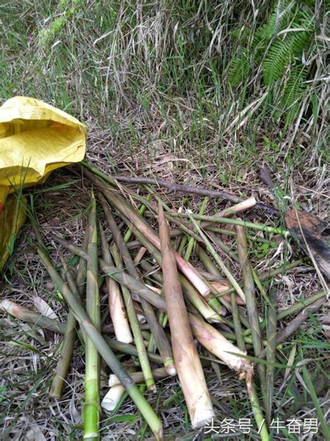 夢見竹筍號碼|夢見挖筍、挖竹筍、拔筍